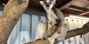 Zoologijos sode „Zoopark” gimė dvynukai lemūrai: kviečiame išrinkti vardus
