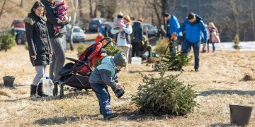 Antrus metus sodinamas Vilniaus Kalėdų miškas