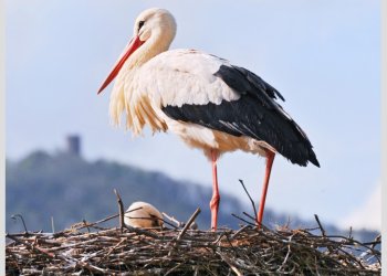 Edukacija vaikams „Gandrinės“