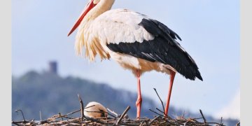 Edukacija vaikams „Gandrinės“