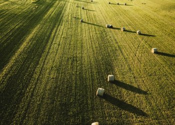 Dėl bręstančios maisto krizės ūkininkams bus leista auginti daugiau