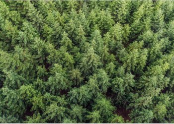 Trakų menos mokyklos paroda ,,Miškas“