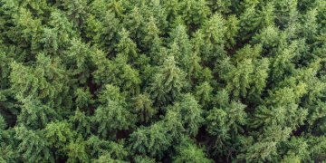 Trakų menos mokyklos paroda ,,Miškas“