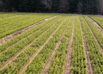 Valstybinių miškų urėdija miškų savininkus kviečia pasirūpinti savo mišku