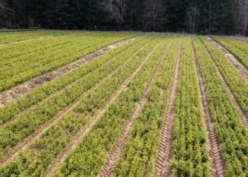 Valstybinių miškų urėdija miškų savininkus kviečia pasirūpinti savo mišku