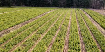 Valstybinių miškų urėdija miškų savininkus kviečia pasirūpinti savo mišku