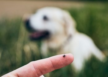 Erkių sezonas prasidėjo: veterinarijos gydytoja patarė, kaip nuo šių parazitų apsaugoti savo augintinius