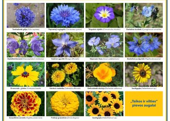 Taikos ir vilties pieva Vokiečių gatvėje