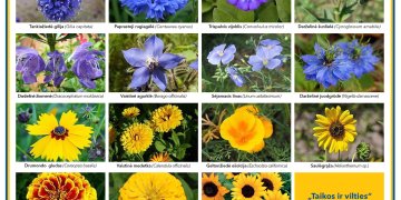 Taikos ir vilties pieva Vokiečių gatvėje