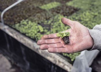 Ūkininkų ir gyventojų, kurie neįregistravę ūkininko ūkio verčiasi individualia žemės ūkio veikla dėmesiui!