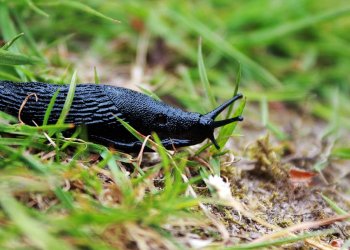 Atlikti tyrimai dėl invazinių šliužų paplitimo Bukiškio k.