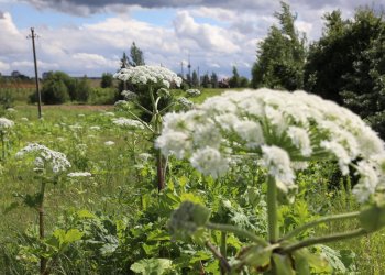 Sostinės Tarybos sprendimas: sklypų neprižiūrintys savininkai nebegalės gauti žemės mokesčio lengvatos