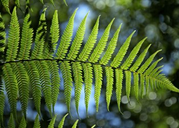 Sveikiname Joninių proga !