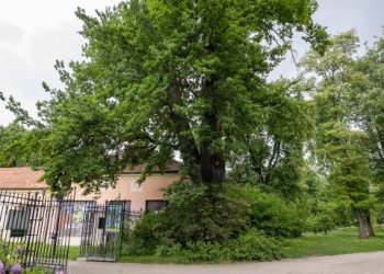 Brandžiais Vilniaus medžiais bus rūpinamasi labiau: statybos įmonės turės atsižvelgti į savivaldybės patvirtintas rekomendacijas