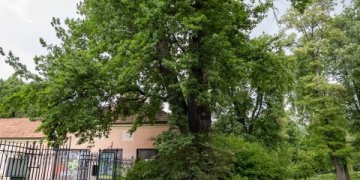 Brandžiais Vilniaus medžiais bus rūpinamasi labiau: statybos įmonės turės atsižvelgti į savivaldybės patvirtintas rekomendacijas