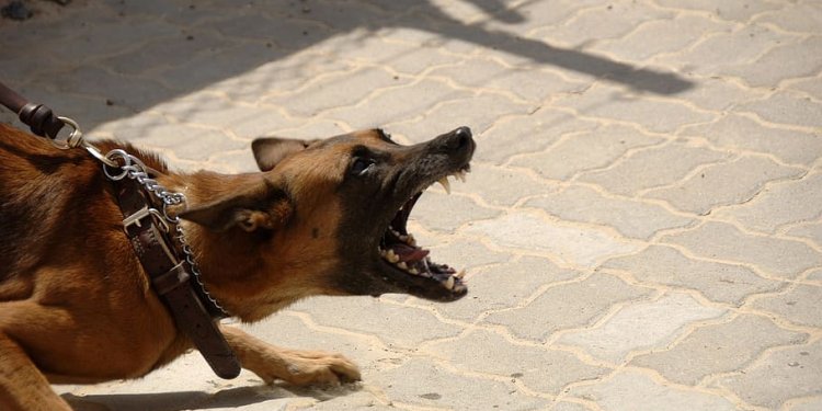 dog-attack-aggressive-anger