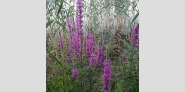 Nemokama ekskursija po  Užutrakio rūmus ir parterius