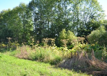 sosnovskio barščiai