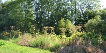 sosnovskio barščiai