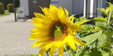 Kviečiame į Ukrainos palaikymo akciją