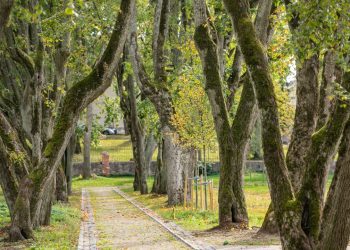 Miesto medžių likimą lems ir nepriklausomi ekspertai