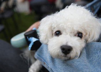 Būk atsakingas šeimininkas – turėk maišelį augintinio paliktoms „dovanėlėms“