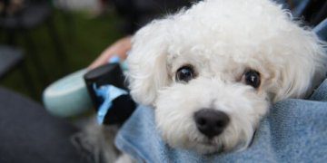 Būk atsakingas šeimininkas – turėk maišelį augintinio paliktoms „dovanėlėms“