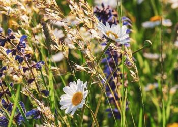 Rugpjūčio 15 d. Trakuose, vykstant Žolinių eisenai, bus ribojamas eismas