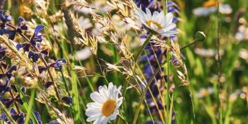 Rugpjūčio 15 d. Trakuose, vykstant Žolinių eisenai, bus ribojamas eismas