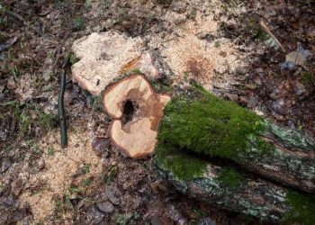 Sklypų savininkams Vilniuje – raginimas saugoti medžius