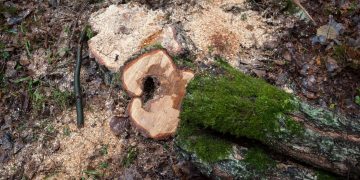 Sklypų savininkams Vilniuje – raginimas saugoti medžius