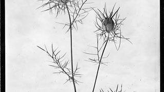 Paroda „Sidabro sodas / Tulpės“