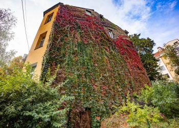 Vijokliai Vilniuje puoš daugiau tvorų ir sienų