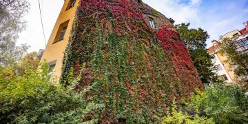 Vijokliai Vilniuje puoš daugiau tvorų ir sienų