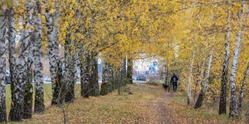 Sostinės Pilaitės prospekto ir Elbingo gatvės sankryžos tiesimas – išsaugant medžių alėją