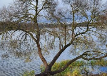 Trakuose medžiai tvarkomi pagal ekspertų išvadas