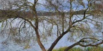 Trakuose medžiai tvarkomi pagal ekspertų išvadas