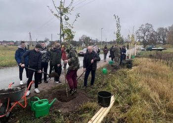 Paluknyje žaliuos 14 trakinių klevų