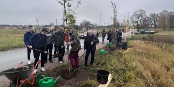 Paluknyje žaliuos 14 trakinių klevų