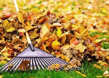 Nukritę lapai: trąšos ar dūmai?