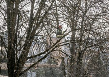Brandžių medžių priežiūrai sostinėje skiriamas ne mažesnis dėmesys nei naujiems želdiniams