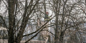 Brandžių medžių priežiūrai sostinėje skiriamas ne mažesnis dėmesys nei naujiems želdiniams