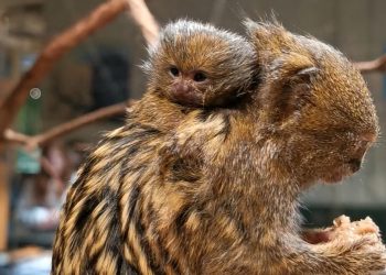 Vilniaus zoologijos sode gimė mažiausių beždžionių pasaulyje jaunikliai