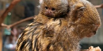 Vilniaus zoologijos sode gimė mažiausių beždžionių pasaulyje jaunikliai