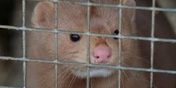 Kailinių žvėrelių fermas uždrausti siekiantis nutarimas – finišo tiesiojoje