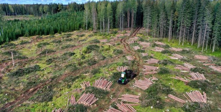 Dėl kenkėjų padarytos žalos bus kertama Alsokų miške