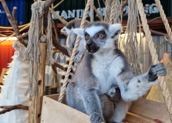 Zoologijos sode Vilniuje gimė trys lemūrų jaunikliai