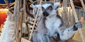 Zoologijos sode Vilniuje gimė trys lemūrų jaunikliai