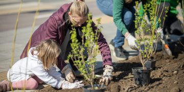 Vilniuje šiemet bus apželdinta per 70 kilometrų gatvių