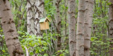 Vilniečiai Jomanto parke nori girdėti paukščius ir įrengti žaidimų aikštelių